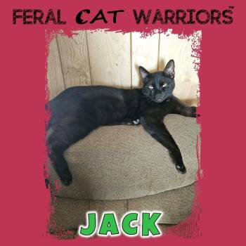 Jack -  Domestic Short Hair Cat for Adoption in Kingman, Arizona - Jack | PetCurious