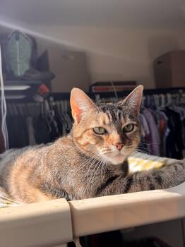 Domestic Short Hair Cats Available for Adoption - Iris | PetCurious