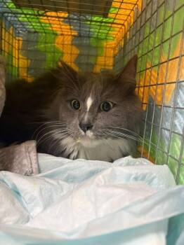 Snowshoe- Barn Cat -  Domestic Long Hair Cat for Adoption in Waterloo, Iowa - Snowshoe- Barn Cat | PetCurious