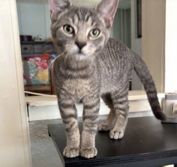 Rescue Domestic Short Hair Cats for Adoption in Telford, Pennsylvania - Remy (Phoenixville 5 Litter) | PetCurious