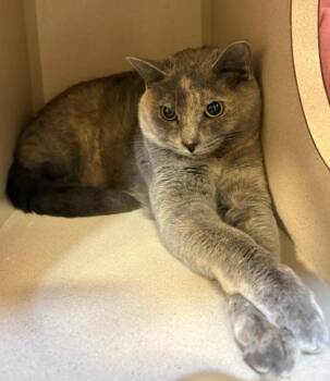 Domestic Short Hair Cats Available for Adoption - Valley | PetCurious