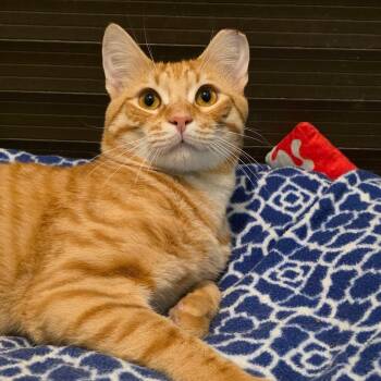 Mandarin -  Domestic Short Hair Cat for Adoption in Smithtown, New York - Mandarin | PetCurious
