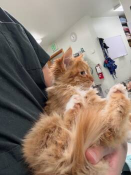 Honey -  Maine Coon Cat for Adoption in Kent, Washington - Honey | PetCurious