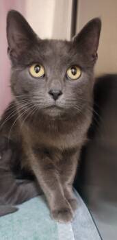 Rescue Domestic Short Hair Cats for Adoption in Christiansburg, Virginia - Grey Poupon | PetCurious