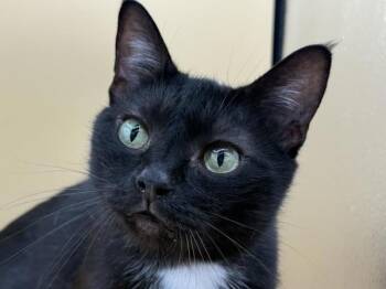 Wisteria -  Domestic Short Hair Cat for Adoption in Portland, Oregon - Wisteria | PetCurious