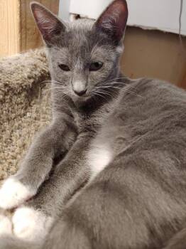 Nutmeg -  Domestic Short Hair Cat for Adoption in Pasco, Washington - Nutmeg | PetCurious