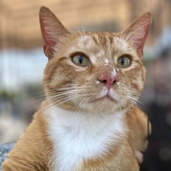 Arti -  Domestic Short Hair Cat for Adoption in Los Angeles, California - Arti | PetCurious