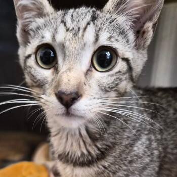 Cashew -  Domestic Short Hair Cat for Adoption in Bentonville, Arkansas - Cashew | PetCurious