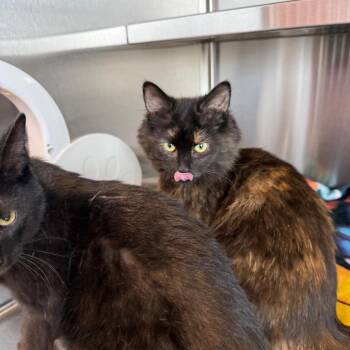 Domestic Long Hair Cats Available for Adoption - Cider | PetCurious