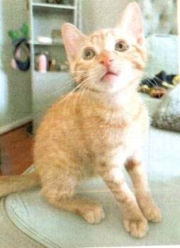 Stoli -  Domestic Short Hair Cat for Adoption in Dayton, Minnesota - Stoli | PetCurious