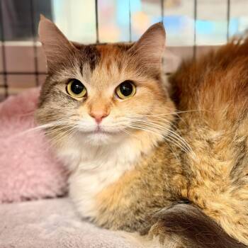 Persephone -  Domestic Medium Hair Cat for Adoption in Jackson Township, New Jersey - Persephone | PetCurious