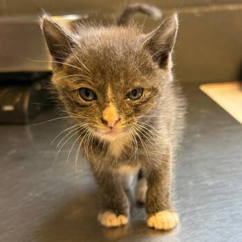 TUSC-Stray-85834_2 -  Domestic Short Hair Cat for Adoption in Tuscaloosa, Alabama - TUSC-Stray-85834_2 | PetCurious
