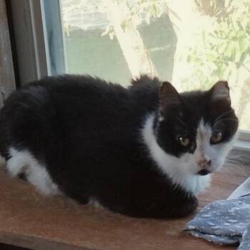 Scooter -  Domestic Short Hair Cat Available for Adoption in Titusville, Florida - Scooter | PetCurious