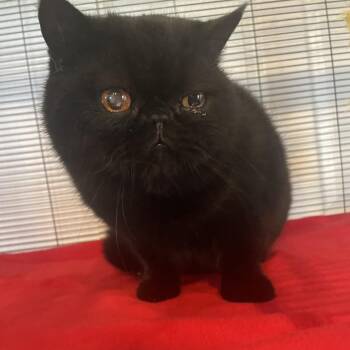 Domestic Short Hair Cats Available for Adoption in Hanna City, Illinois - Samson | PetCurious