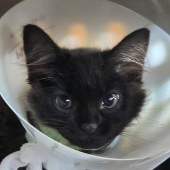 CBS -  Domestic Long Hair Cat for Adoption in Leander, Texas - CBS | PetCurious