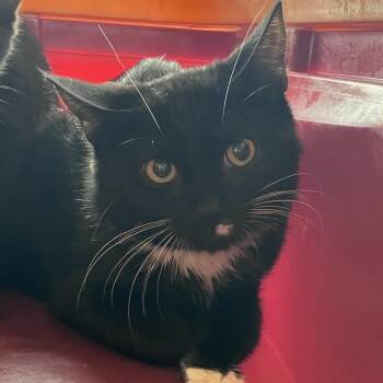 Linguine -  American Shorthair Cat for Adoption in Freeport, Florida - Linguine | PetCurious
