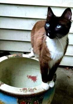 Snowshoe Cats Available for Adoption in Dayton, Minnesota - Dexter Mason | PetCurious