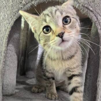 Dip N Dots -  Domestic Short Hair Cat for Adoption in Fairmont, West Virginia - Dip N Dots | PetCurious