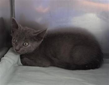 ARTICHOKE -  Domestic Short Hair Cat for Adoption in Killeen, Texas - ARTICHOKE | PetCurious
