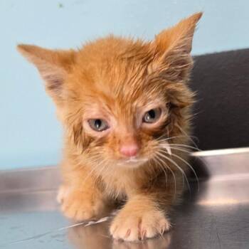 Ryker -  Domestic Short Hair Cat for Adoption in Jefferson City, Tennessee - Ryker | PetCurious