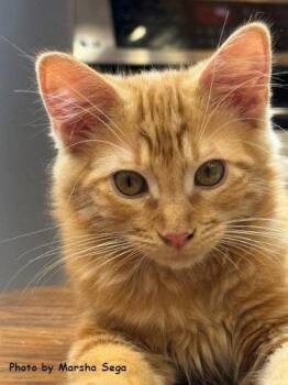 Rory -  Domestic Short Hair Cat for Adoption in Oak Ridge, Tennessee - Rory | PetCurious