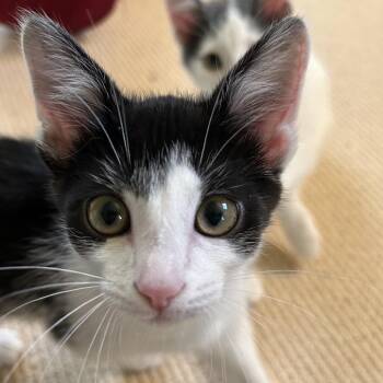 Zoey -  Domestic Short Hair Cat for Adoption in Portage, Michigan - Zoey | PetCurious