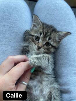 Callie -  Domestic Short Hair Cat for Adoption in Johnson City, Tennessee - Callie | PetCurious