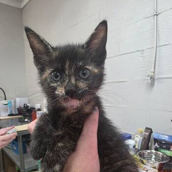 Lilo -  Domestic Short Hair Cat for Adoption in Clanton, Alabama - Lilo | PetCurious