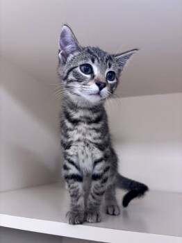 Stormy K -  Domestic Short Hair Cat for Adoption in Lancaster, Pennsylvania - Stormy K | PetCurious