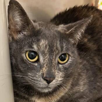 Domestic Short Hair Cats Available for Adoption in Hampton Bays, New York - Bridget | PetCurious