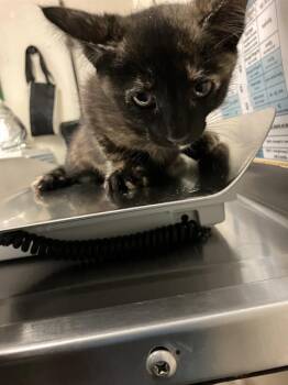 CANELA -  Domestic Short Hair Cat for Adoption in Long Beach, California - CANELA | PetCurious