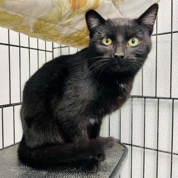 Domestic Short Hair Cats Available for Adoption - Flower | PetCurious