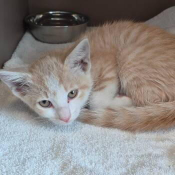 Ajourni -  Domestic Short Hair Cat for Adoption in Hattiesburg, Mississippi - Ajourni | PetCurious