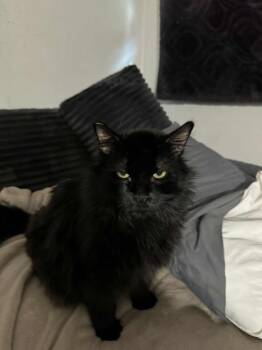 Rescue Domestic Long Hair Cats for Adoption in Las Vegas, Nevada - Magic | PetCurious