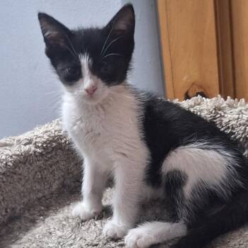 Cookie -  Domestic Short Hair Cat for Adoption in Grantsville, Utah - Cookie | PetCurious