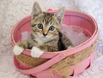 Rescue Tabby and Tuxedo Cats for Adoption in St. Augustine, Florida - Coral | PetCurious