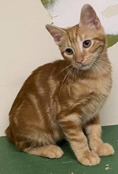 McGregor -  Domestic Short Hair Cat for Adoption in Los Angeles, California - McGregor | PetCurious