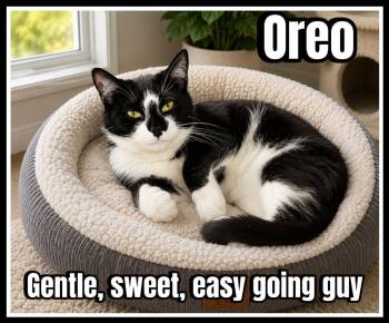 Oreo (FCID#08/19/2025 - 144) Willow Grove -  Tuxedo Cat Available for Adoption in Greenville, Delaware - Oreo (FCID#08/19/2025 - 144) Willow Grove | PetCurious