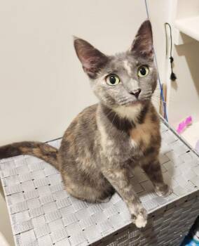 Ivy (Courtesy Post) -  Dilute Tortoiseshell Cat Available for Adoption in Parkville, Missouri - Ivy (Courtesy Post) | PetCurious