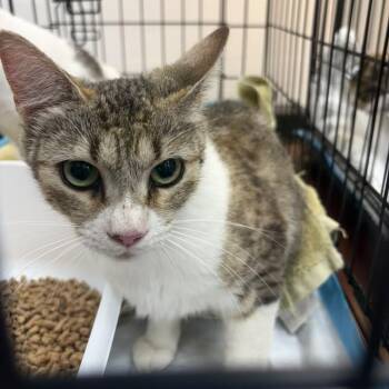 Petra -  Domestic Short Hair Cat for Adoption in Gadsden, Alabama - Petra | PetCurious