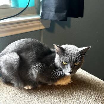 Natasha -  Domestic Short Hair Cat Available for Adoption in San Antonio, Texas - Natasha | PetCurious