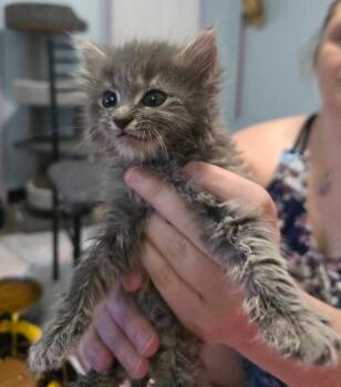 Wiggle -  Domestic Short Hair Cat for Adoption in Buford, Georgia - Wiggle | PetCurious