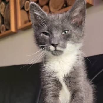 Battery (Junk Drawer) -  American Shorthair Cat for Adoption in Charlotte, North Carolina - Battery (Junk Drawer) | PetCurious