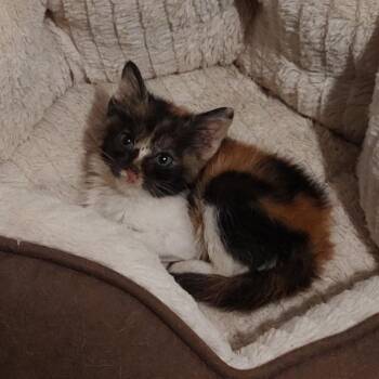 Lil Bit K46013 -  Domestic Short Hair Cat for Adoption in Corsicana, Texas - Lil Bit K46013 | PetCurious
