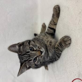 Domestic Long Hair Cats Available for Adoption - Odyssey | PetCurious