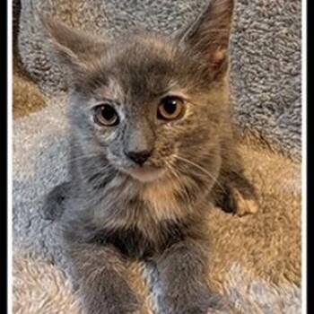Domestic Short Hair Cats Available for Adoption in Madison, Wisconsin - Peony | PetCurious
