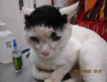 (688) -  Domestic Short Hair Cat for Adoption in Marietta, Georgia - (688) | PetCurious