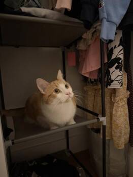 Pachi -  Domestic Short Hair Cat for Adoption in New York, New York - Pachi | PetCurious