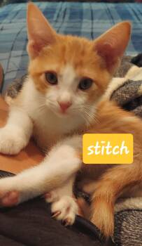 Stitch -  Domestic Short Hair Cat for Adoption in Roxbury Township, New Jersey - Stitch | PetCurious