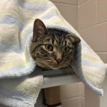 Crystal -  Domestic Short Hair Cat for Adoption in Council Bluffs, Iowa - Crystal | PetCurious